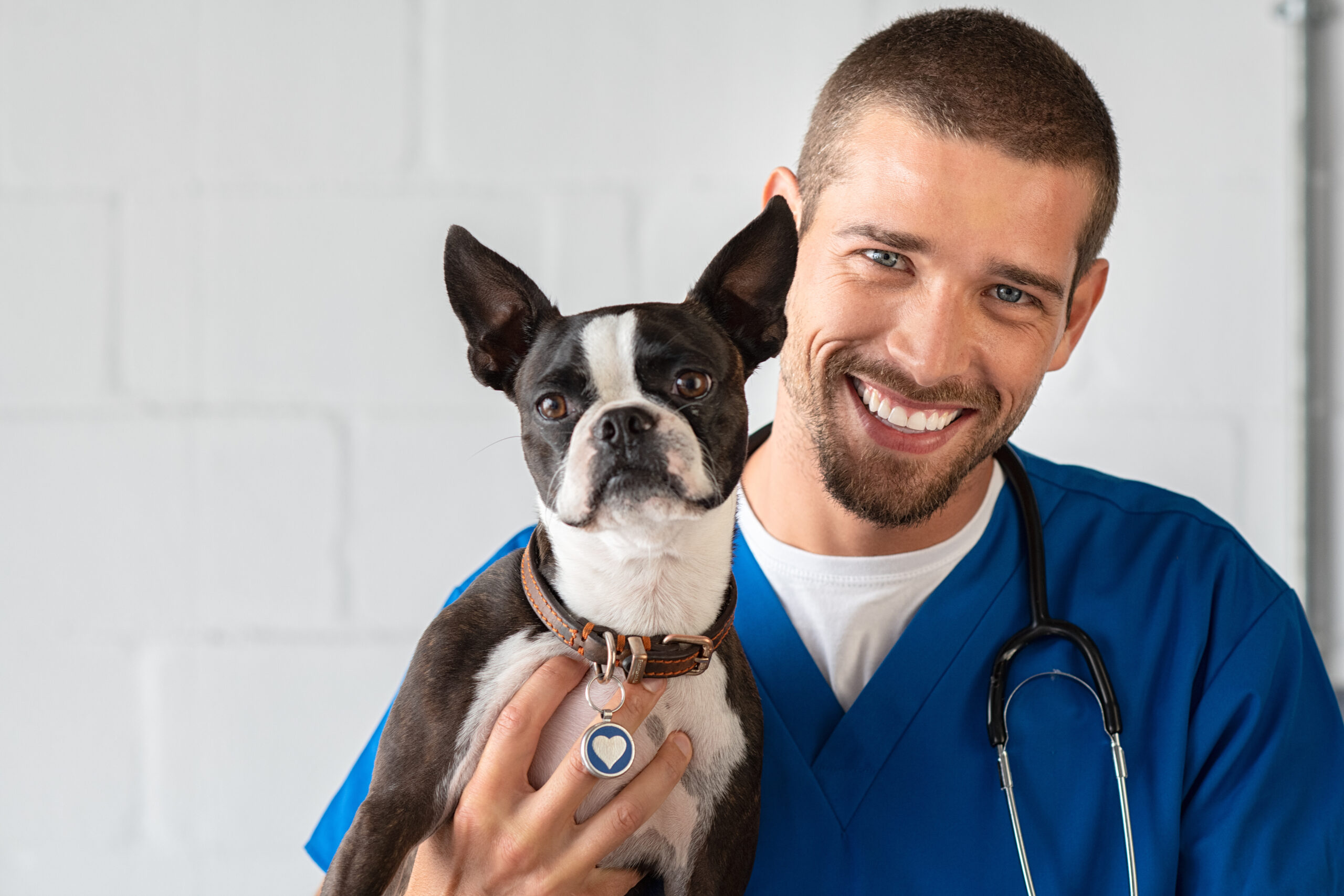 Verovian A veterinary surgeon examining a Boston terrier with a stethoscope.