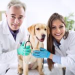 Essential Skills of a Locum Vet