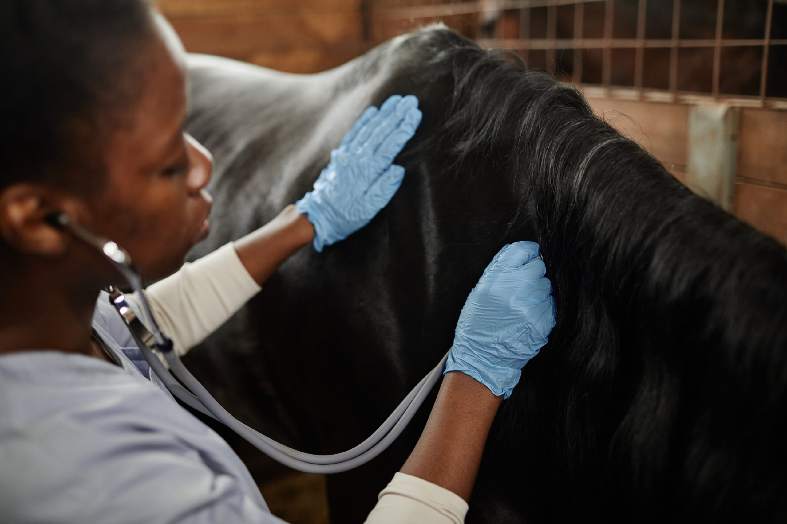 Verovian Recruitment locum agency A vet examines a horse's neck.