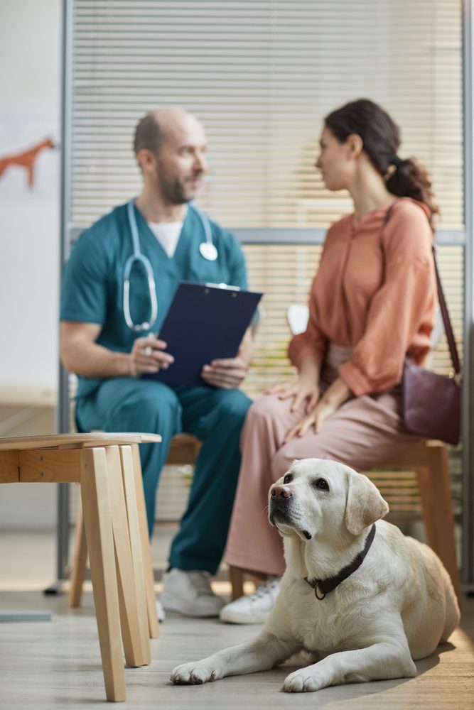 Verovian Recruitment locum agency A locum vet holding a clipboard discusses with a woman sitting next to her labrador retriever in a clinic.