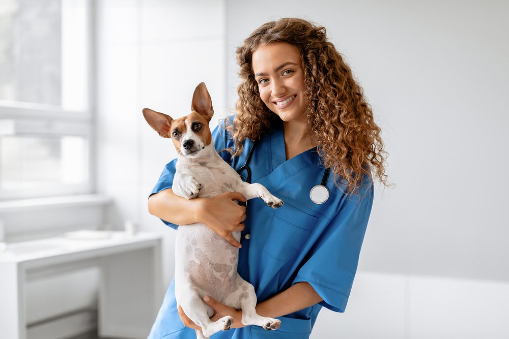 Verovian Recruitment locum agency A licensed veterinary nurse in blue scrubs holds a small dog in an examination room in the UK.