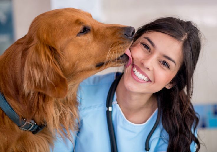 Verovian Recruitment locum agency A woman in a blue uniform, likely a veterinarian or vet tech, smiles while a golden retriever licks her face. She has a stethoscope around her neck, highlighting the bond created through dedicated pet care.