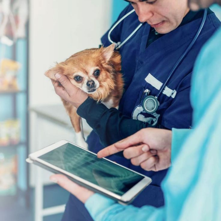 Verovian Recruitment locum agency A veterinarian holds a small dog while another person points at a tablet screen, showcasing the latest digital tools in veterinary practice.