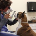 How to Transition into a Veterinary Speciality