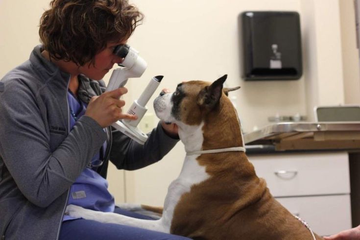 Verovian Recruitment locum agency A veterinarian specializing in ophthalmology uses an ophthalmoscope to examine the eyes of a sitting boxer dog in a clinical setting, ensuring the transition from routine check-up to specialized care.