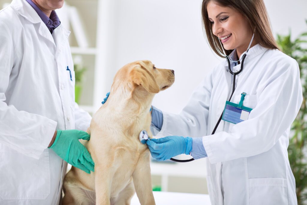 Verovian Recruitment locum agency A veterinarian with RCVS registration uses a stethoscope to examine a dog, while another person in gloves holds the dog steady in a clinical setting.