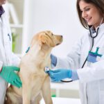 RCVS Registration for Veterinary Surgeons: A Step-by-Step Guide