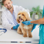 Vet Tech to Veterinarian in 2025: How to Make the Career Transition