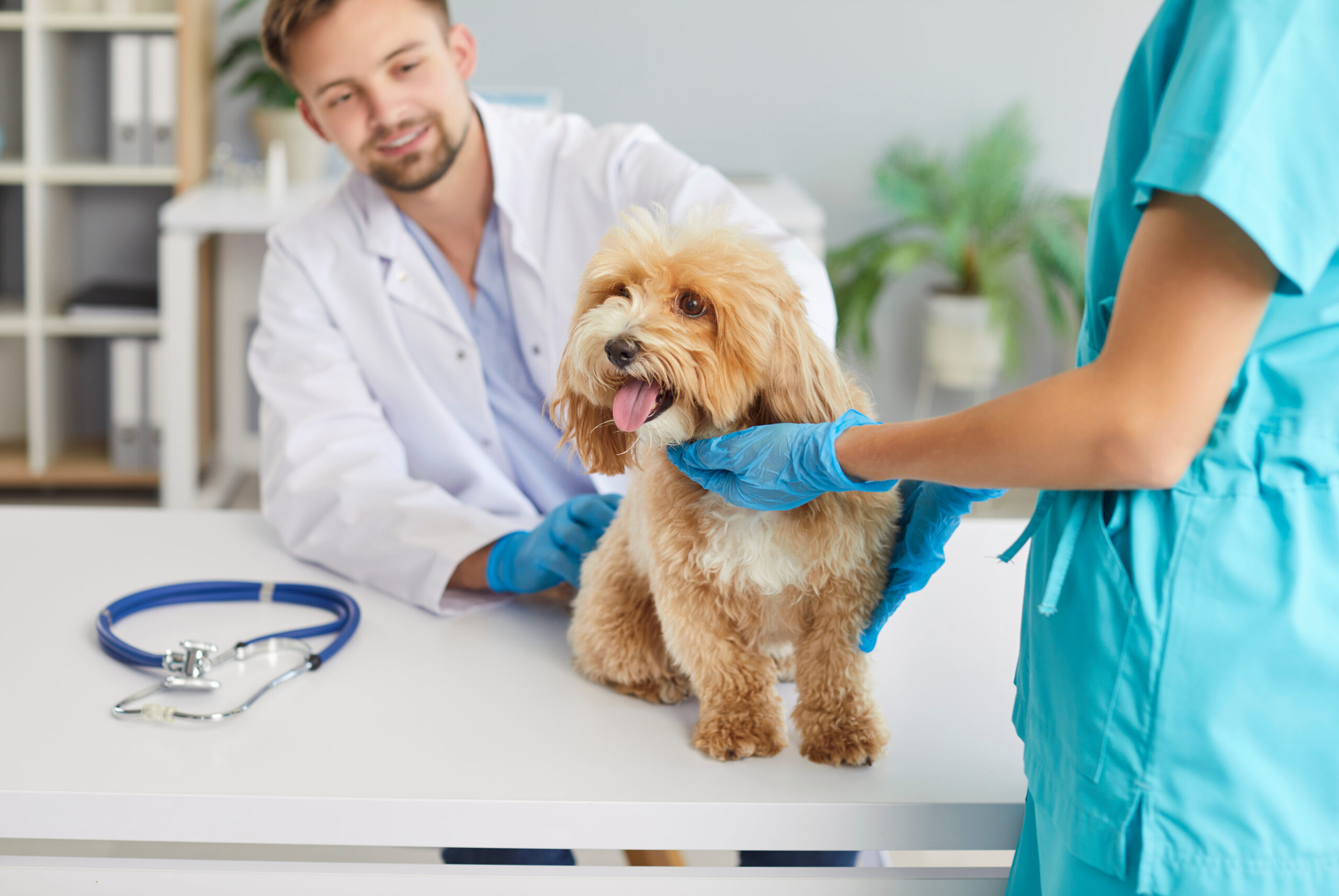 Verovian Recruitment locum agency A small dog is examined by a veterinarian and a vet tech in a clinic; one wears a white coat, the other blue scrubs and gloves. A stethoscope rests on the table.