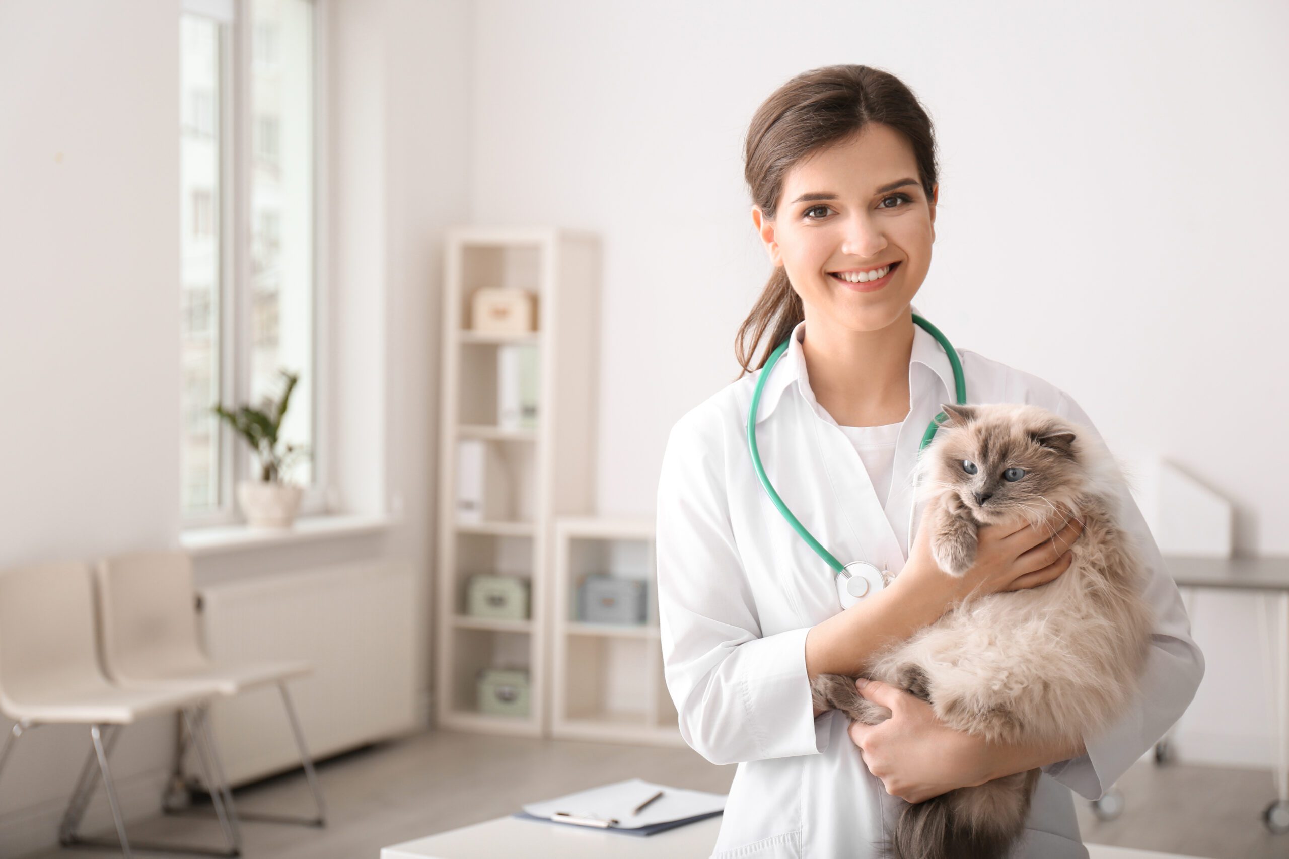 Verovian Recruitment locum agency A veterinarian in a white coat holds a fluffy cat in an exam room, smiling at the camera. With a stethoscope around her neck, she showcases the rewarding experience of working in Singapore, surrounded by shelves and chairs in the background.