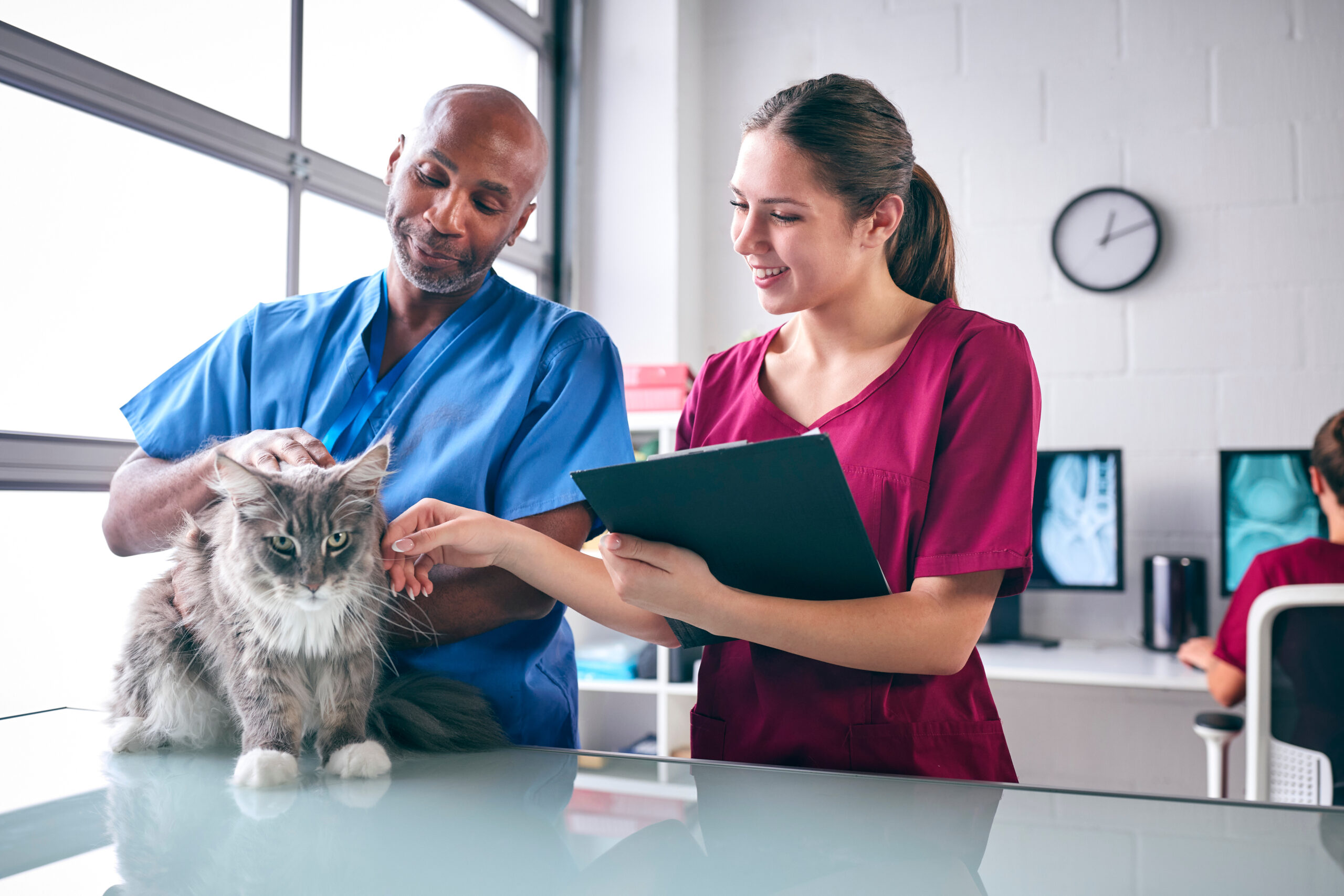 Verovian Recruitment locum agency Two UK veterinarians, including an Expert RVN in Advanced Veterinary Nursing, examine a cat on a clinic table. One holds a clipboard while the other gently pets the cat. X-ray images are visible in the background.
