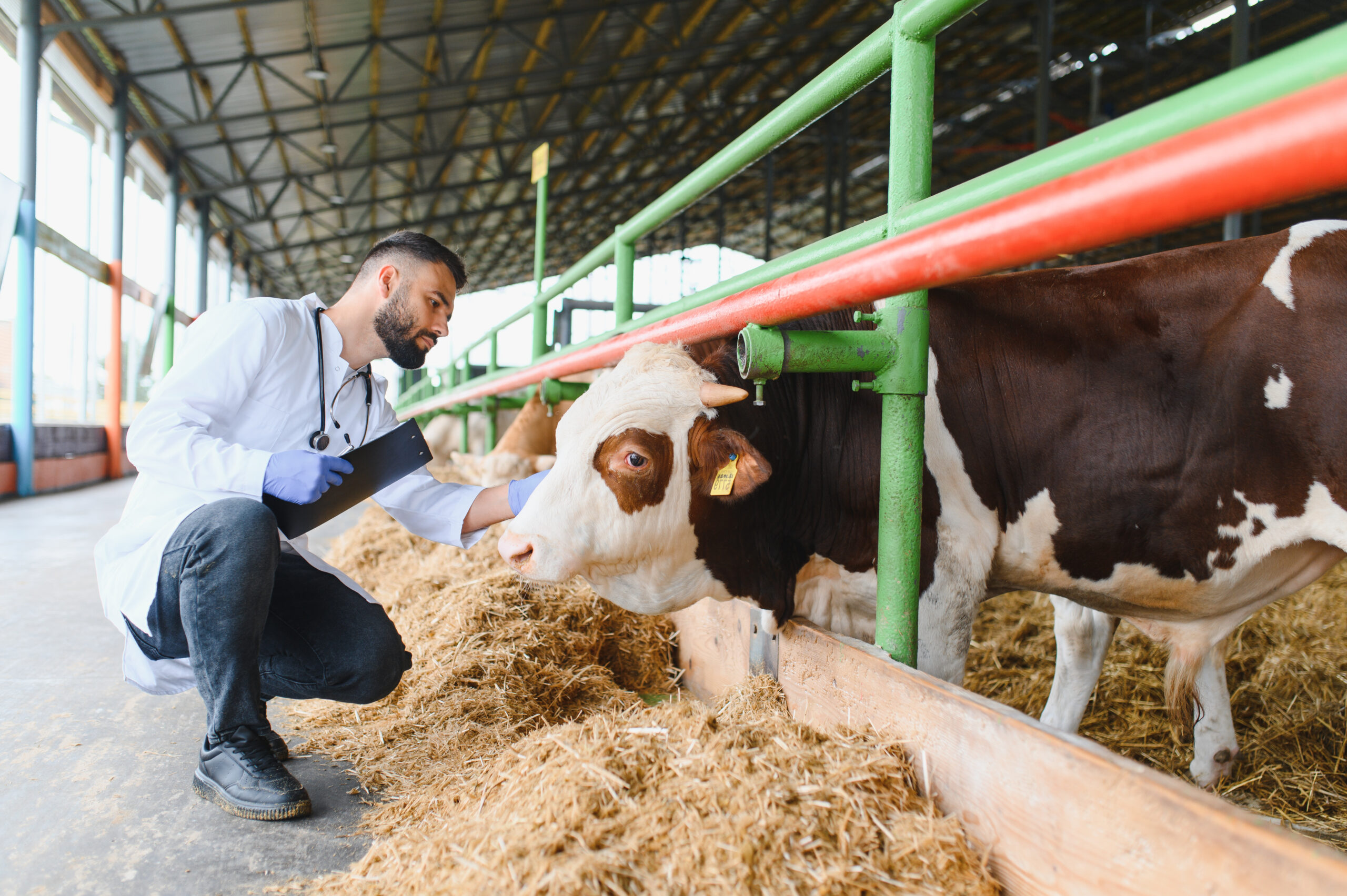 Verovian Recruitment locum agency A veterinarian in a white coat and blue gloves inspects a cow in a barn, crouching near the feeding area&mdash;a typical scene in UK rural practice, where demand for veterinary hiring remains strong.